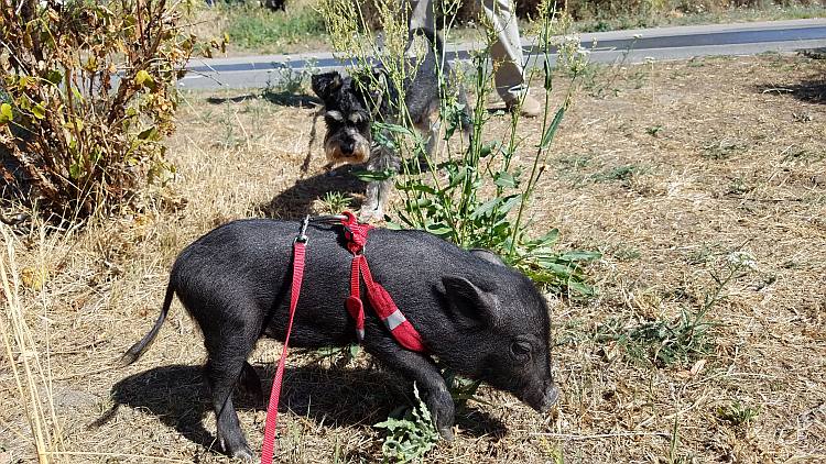 Mikroschwein und Hund