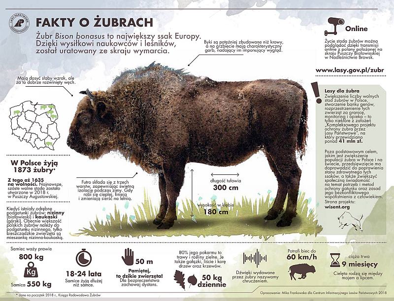 Fakten über Bisons