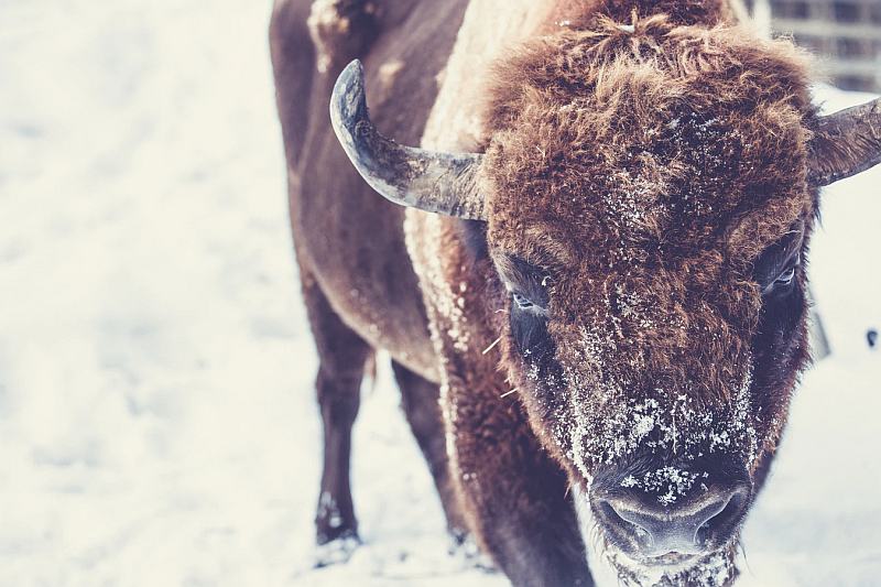 Bison online, oder der gerettete Nationalstolz