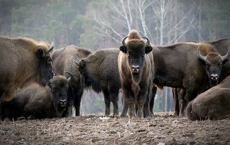 Bison in Zahlen