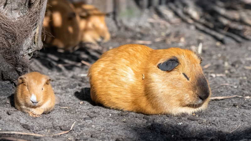 Cuy-Meerschweinchen