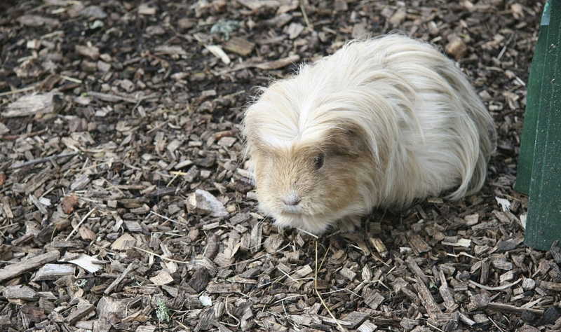 Rex-Meerschweinchen