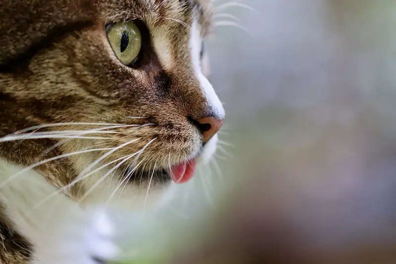 Was muss man wissen, bevor man sich um eine Katze kümmert?