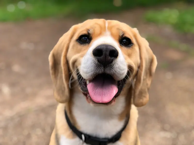 Kann ein Hund wütend oder traurig werden?