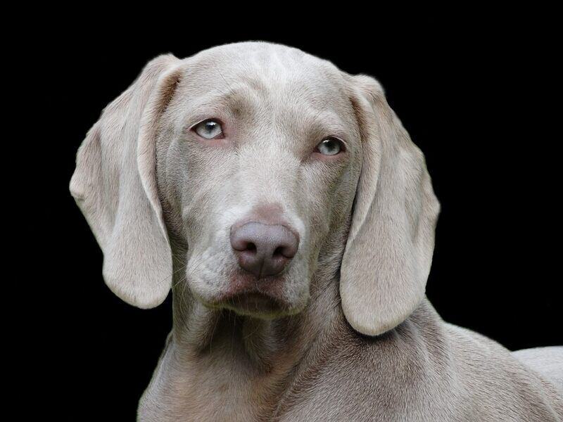 Warum zerstören Hunde Gegenstände?