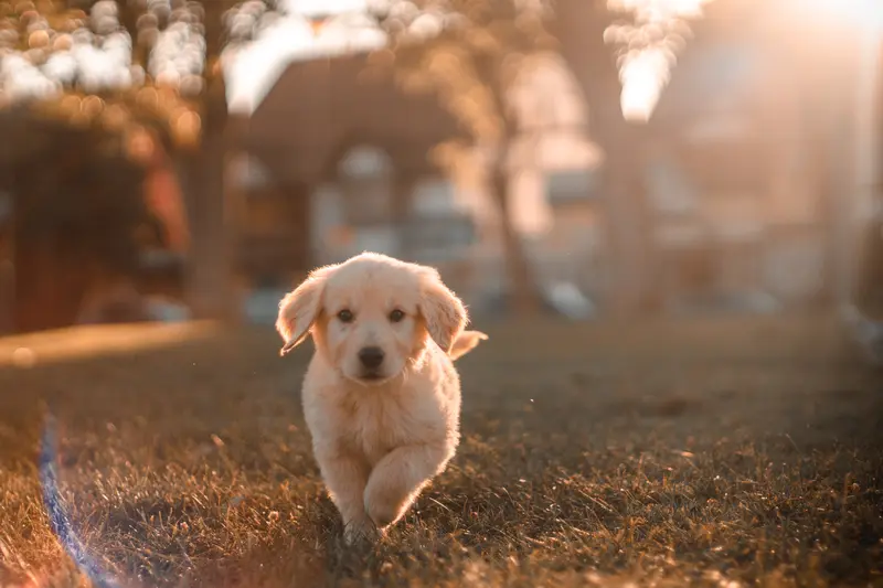 Welche Möglichkeiten gibt es, etwas über die Körpersprache von Hunden zu lernen?