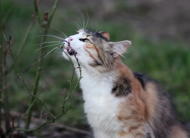 Ernährung von Katzen - Nahrungsergänzung und Vitamine