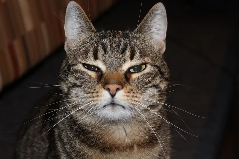 Katze - Körperliche Aktivität