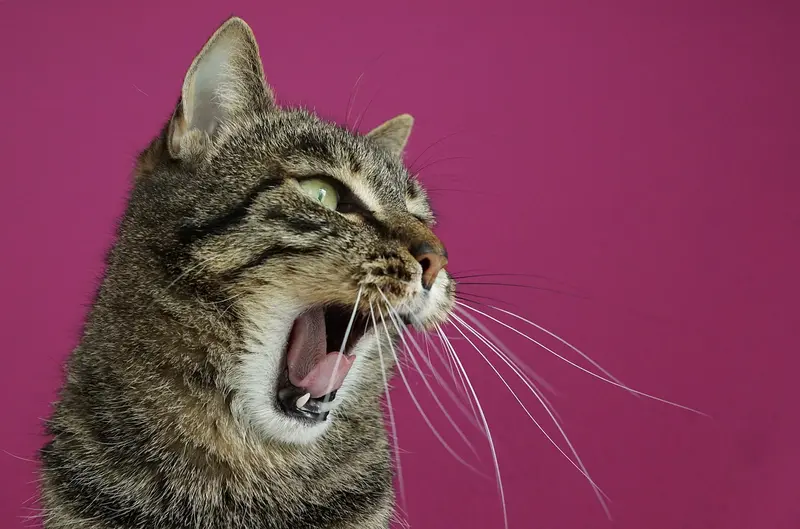Ursachen für Stress bei Katzen