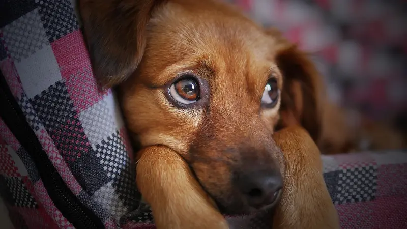 Erkennung von Angstzuständen bei Hunden