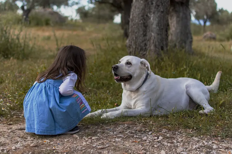 Richtige Erziehung des Hundes