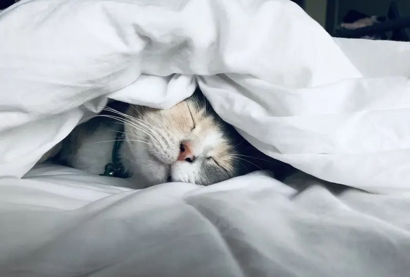 Wie Sie unerwünschtes Verhalten von Katzen gegenüber Ihrem Kind verhindern können