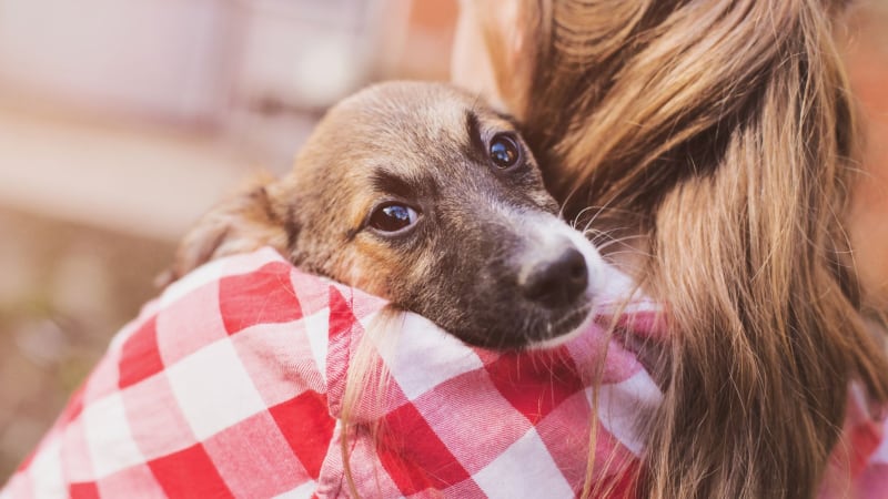 Aufbau einer starken Bindung zu Ihrem neuen Hund