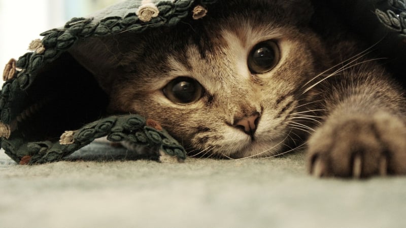 Eine Katze in einem neuen Zuhause