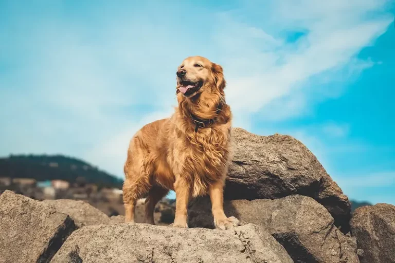 Golden Retriever - Opis Rasy