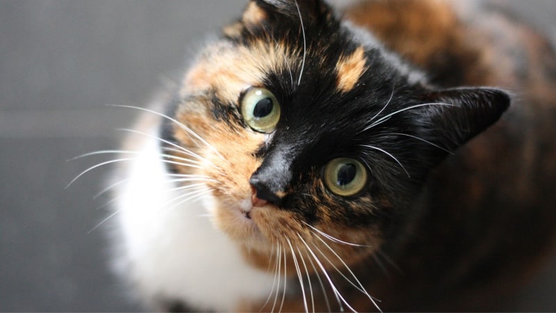 Katzenallergie: Meiden bestimmter Bereiche in der Wohnung