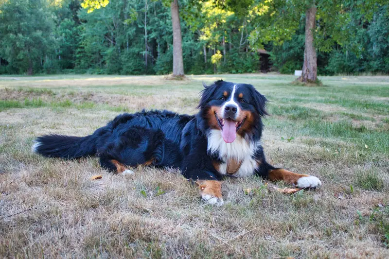 Berner Sennenhund erwachsen