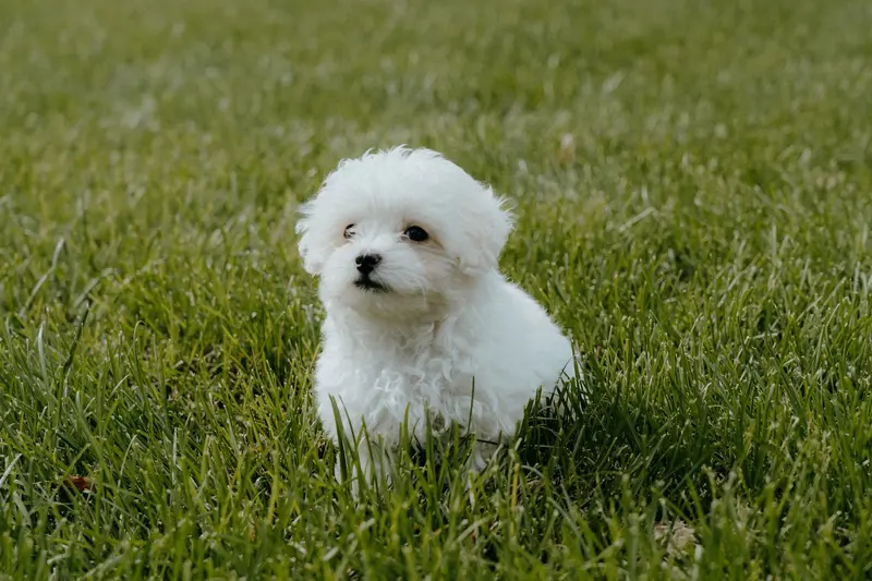 Maltipoo als Familienhund