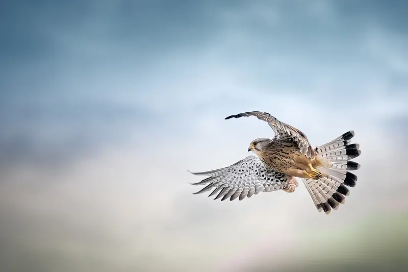 Polnische Raubvögel - Wächter unseres Himmels