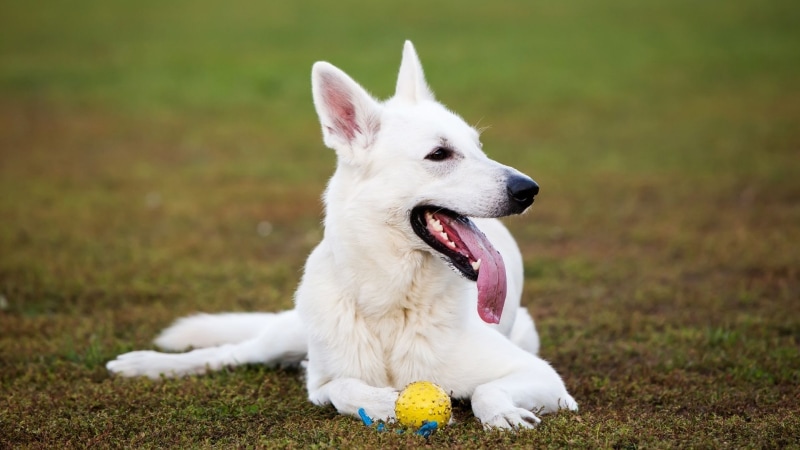 Weißer Schweizer Schäferhund