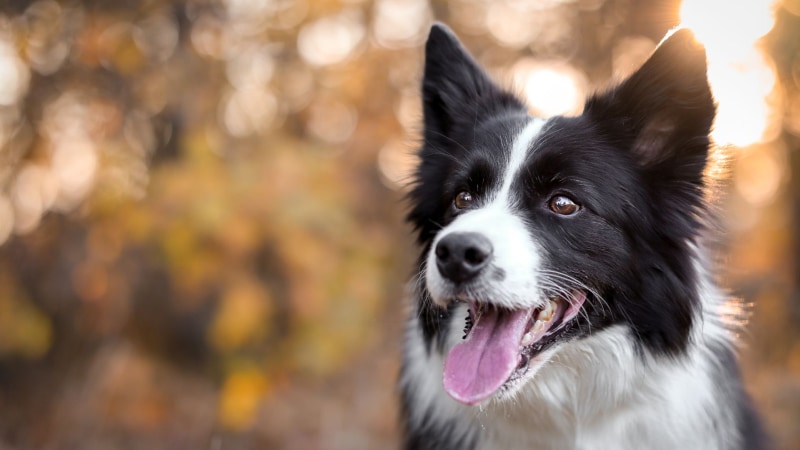 Border Collie