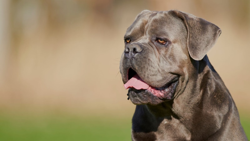 Cane Corso