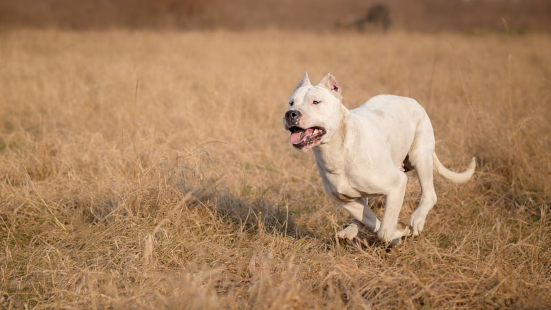 Preis für argentinische Hunde