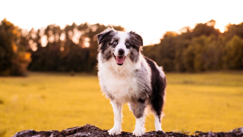 Australian Shepherd Welpe