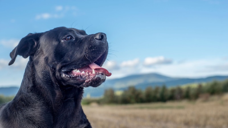 Cane Corso Hund