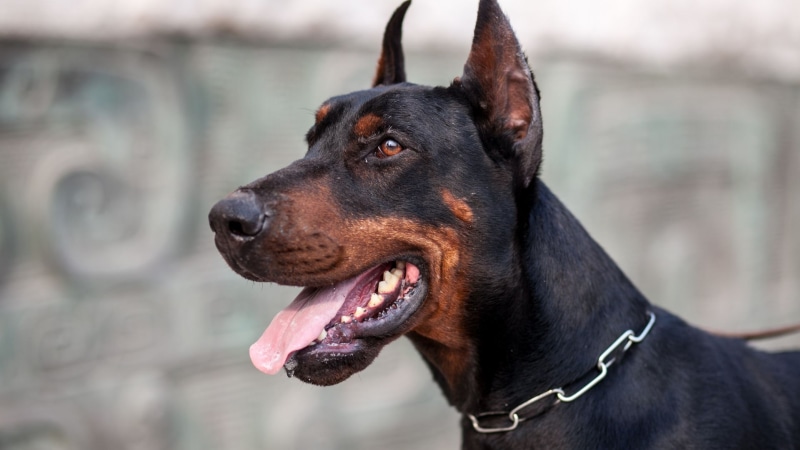 Dobermann blau