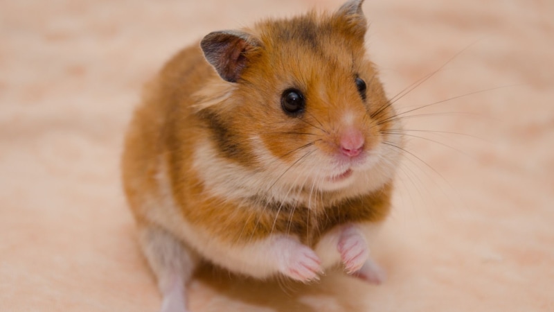 Langhaariger Syrischer Hamster