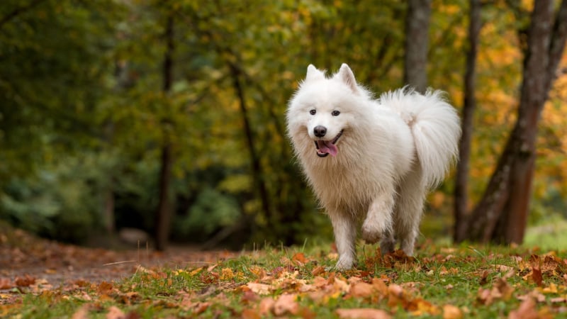 Samojeden-Hund