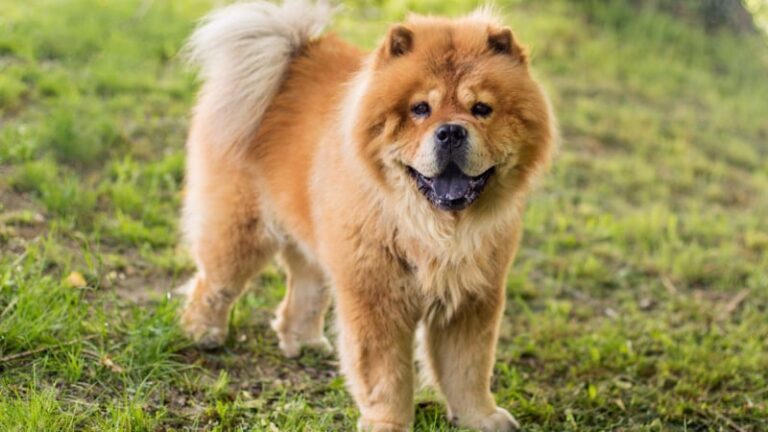 Chow Chow