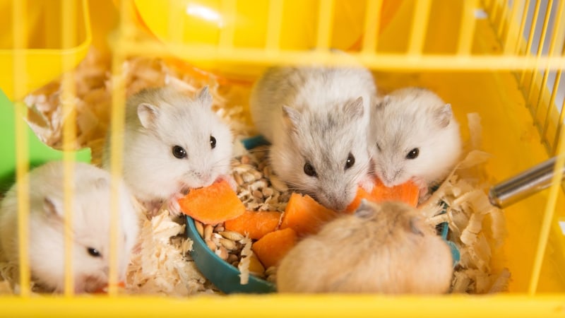 Was ein Hamster frisst