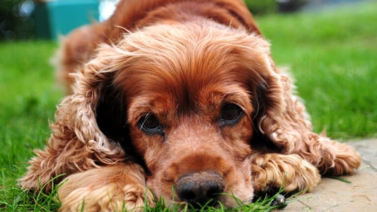 Cocker Spaniel