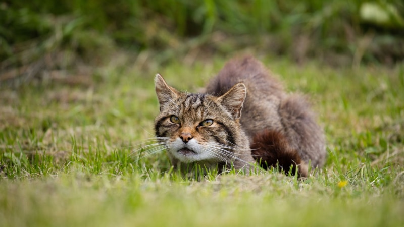Europäische Wildkatze