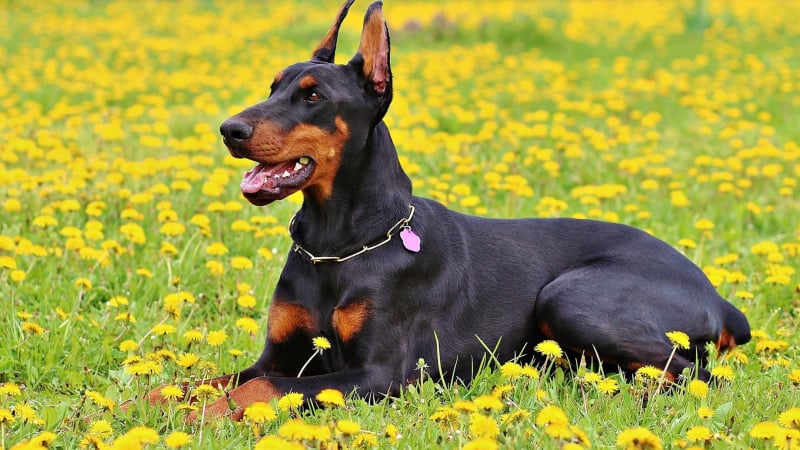 Doberman