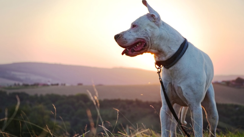 Dog Argentyński