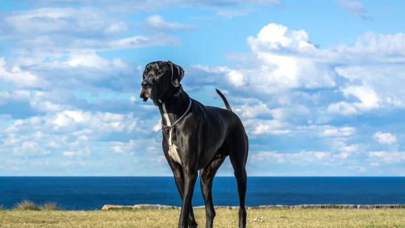 Dog Niemiecki