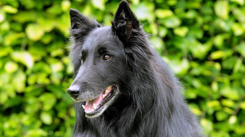Belgischer Hirtenhund Groenendael