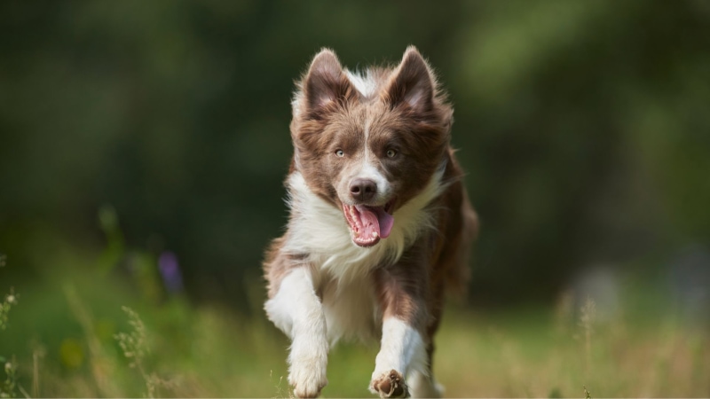 Border Collie Hund