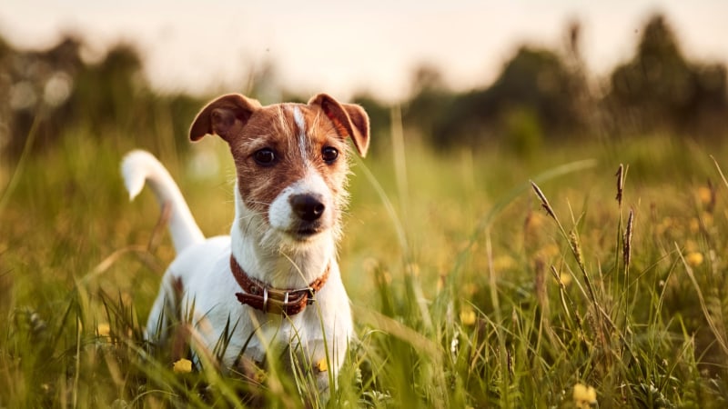 Jack Russell Terrier