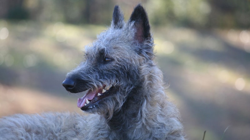 Belgischer Hirtenhund Laekenois