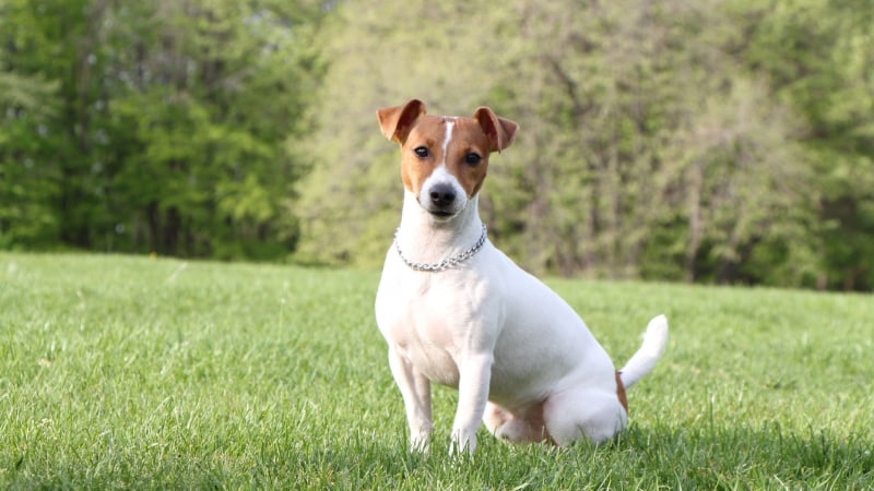 Jack Russell Terrier Welpe