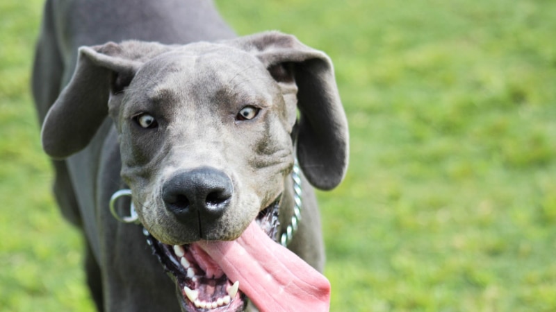 Ernährung für den Deutschen Jagdhund