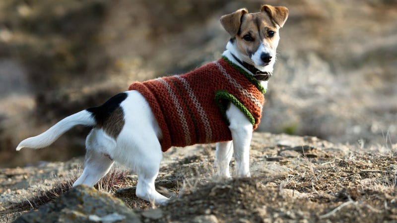 Jack Russell Terrier Preis