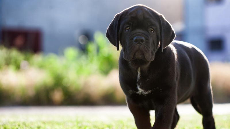 Cane Corso Welpe