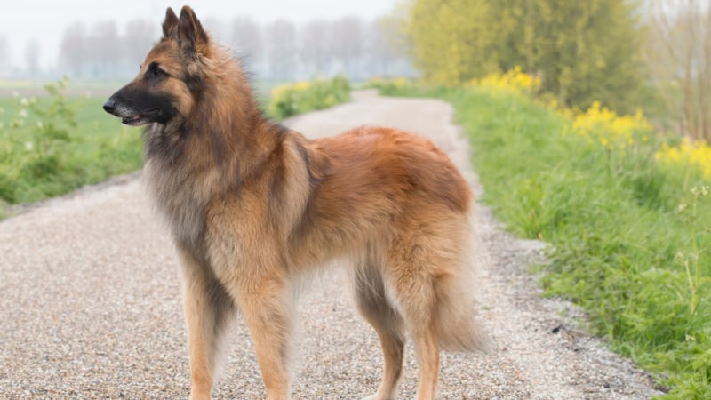 Belgischer Schäferhund Tervueren