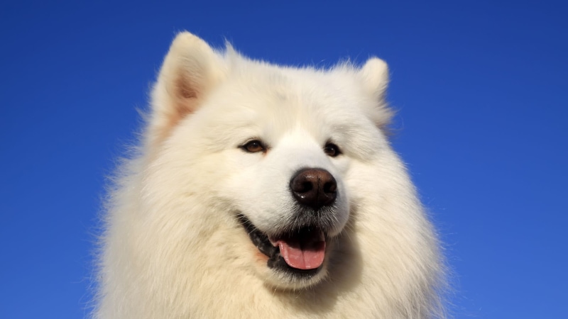 Samojed