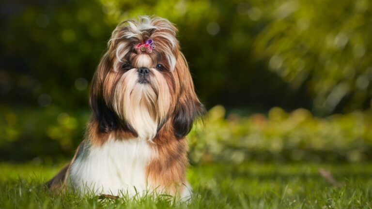 Shih Tzu